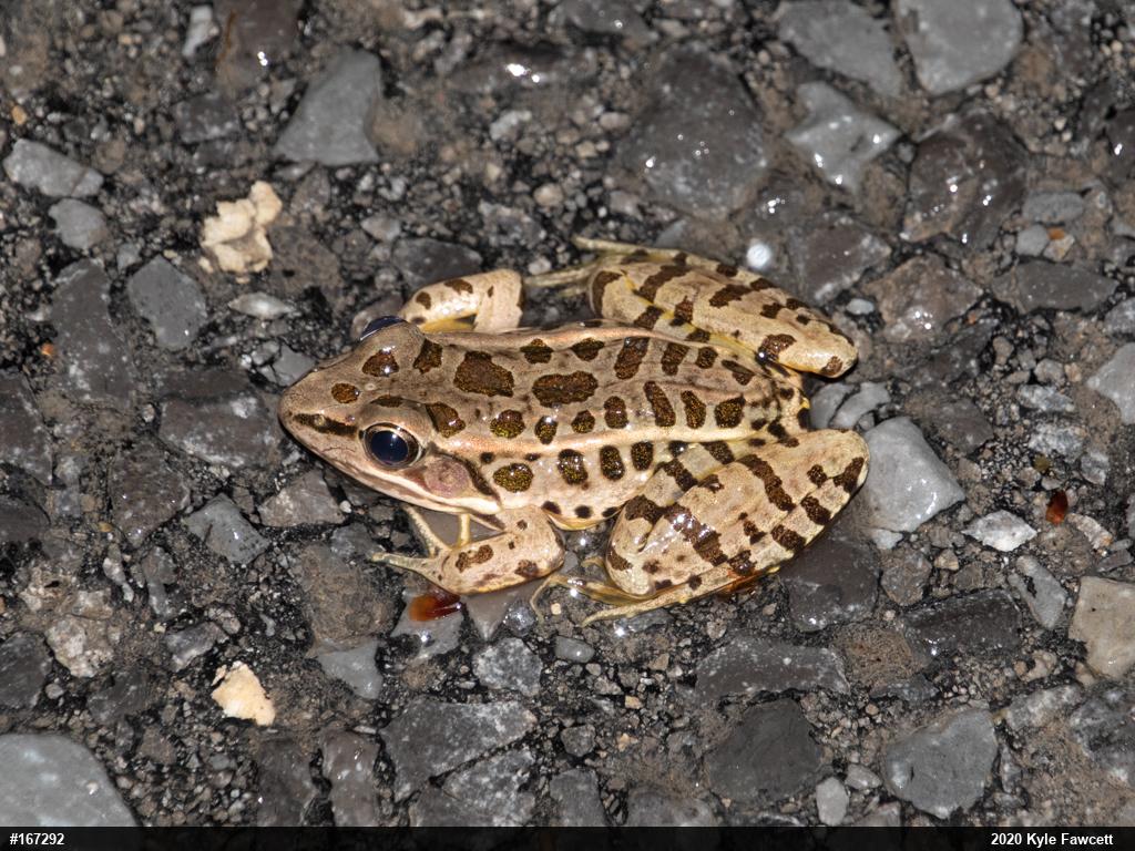 Pickerel Frog
