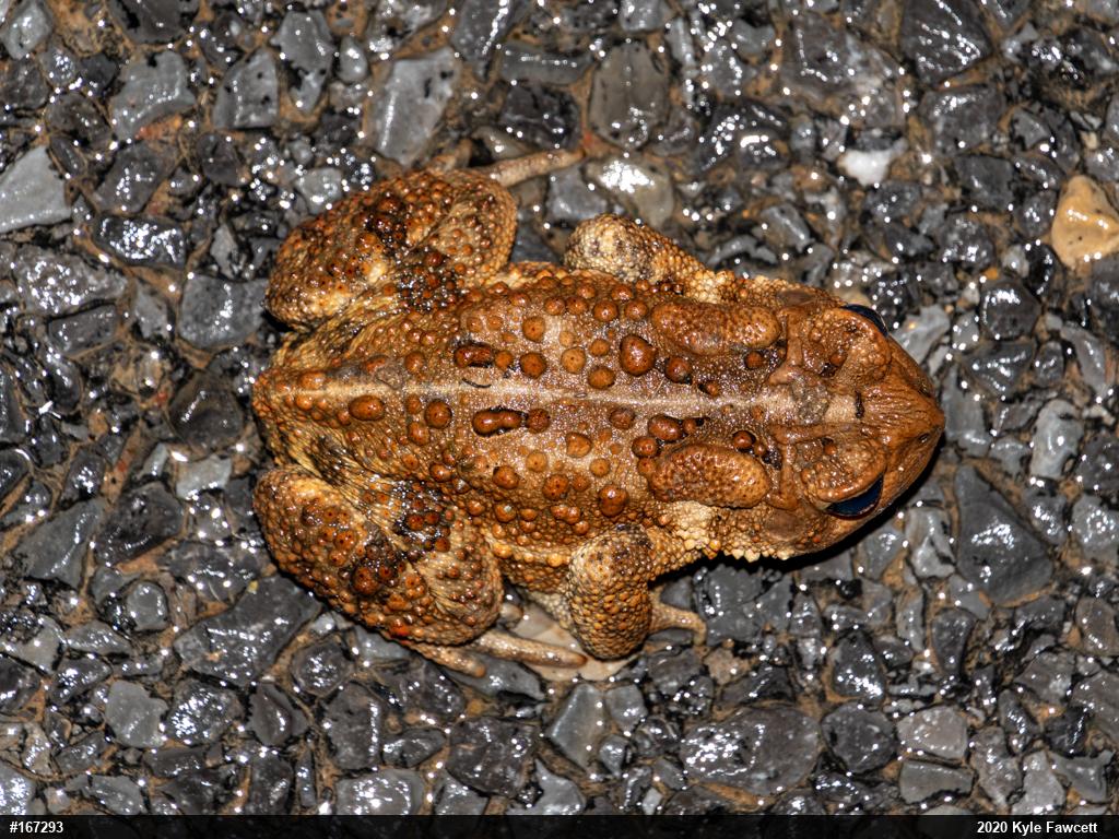 Eastern American Toad