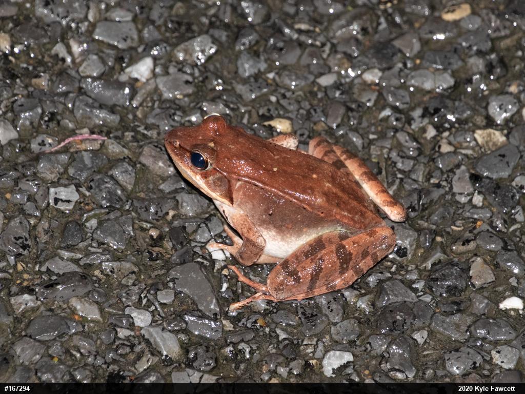 Wood Frog