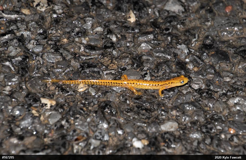 Eastern Long-tailed Salamander
