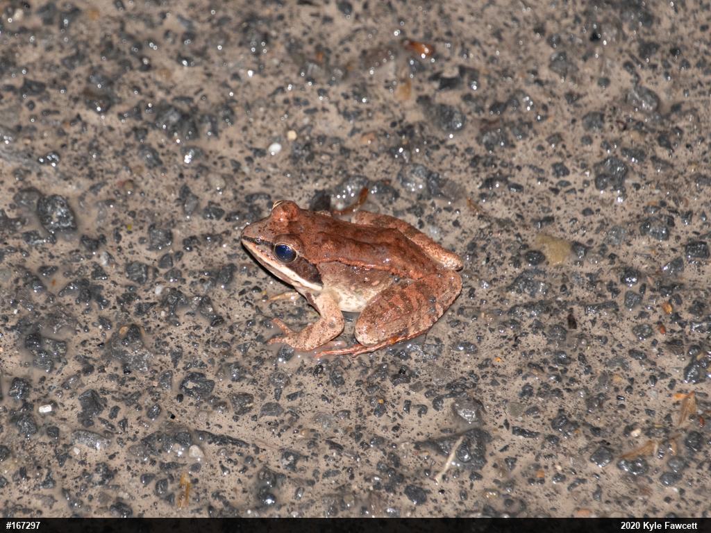 Wood Frog