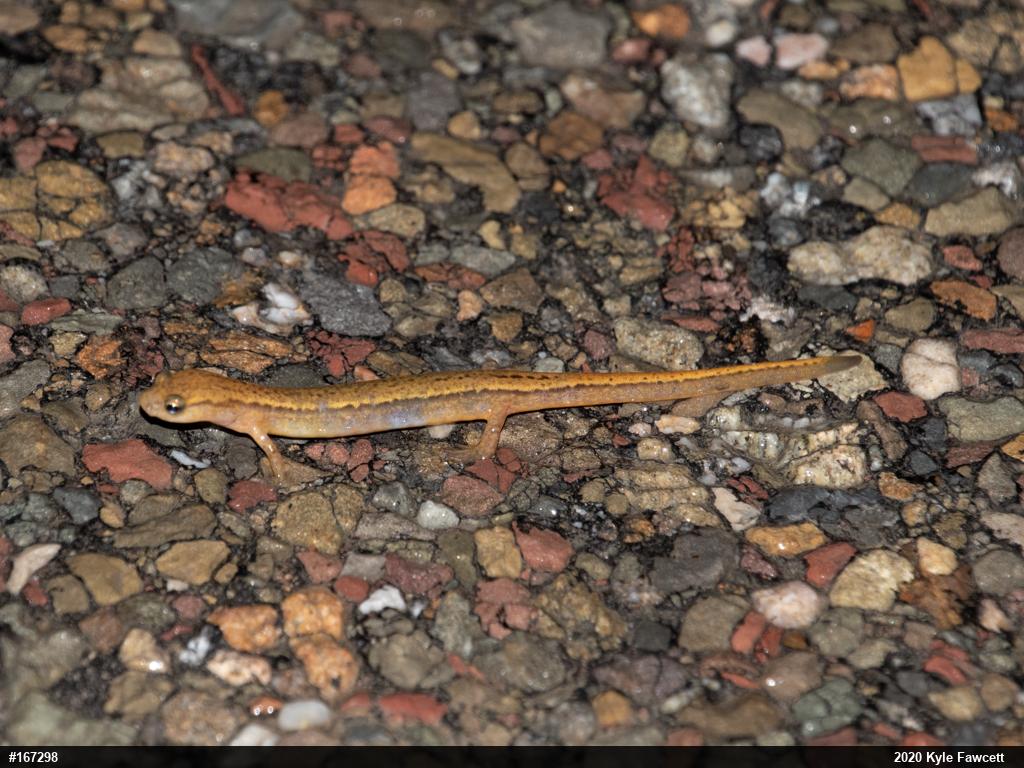 Northern Two-lined Salamander