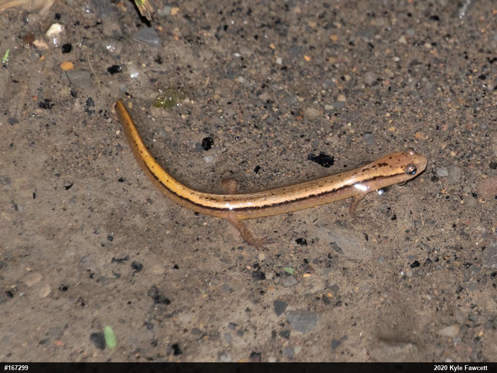 Northern Two-lined Salamander
