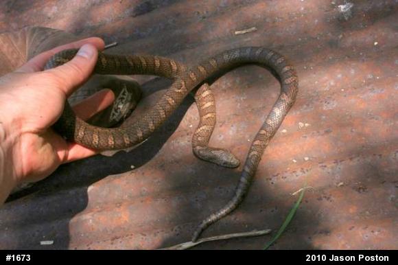 Eastern Milksnake