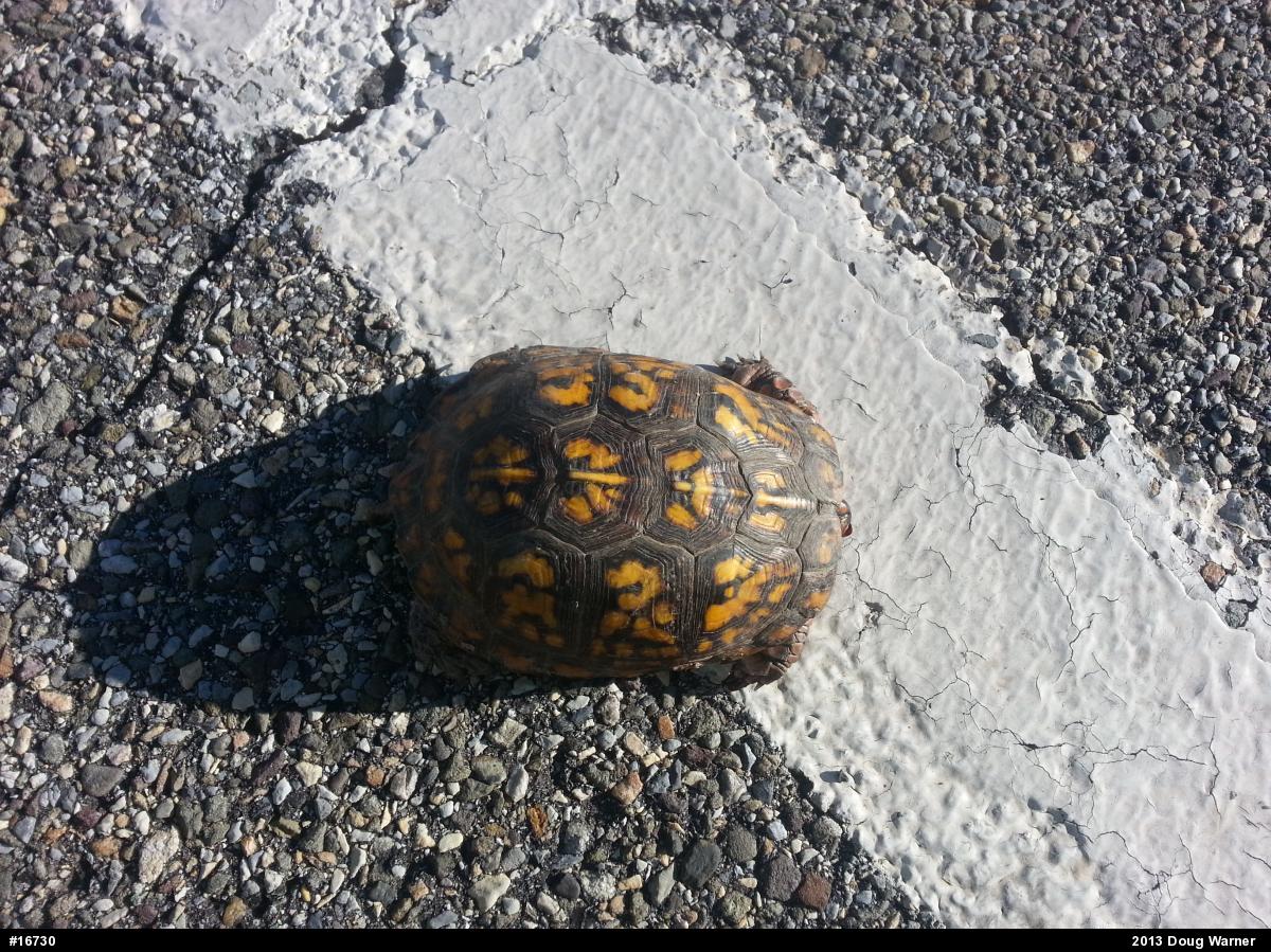 Eastern Box Turtle