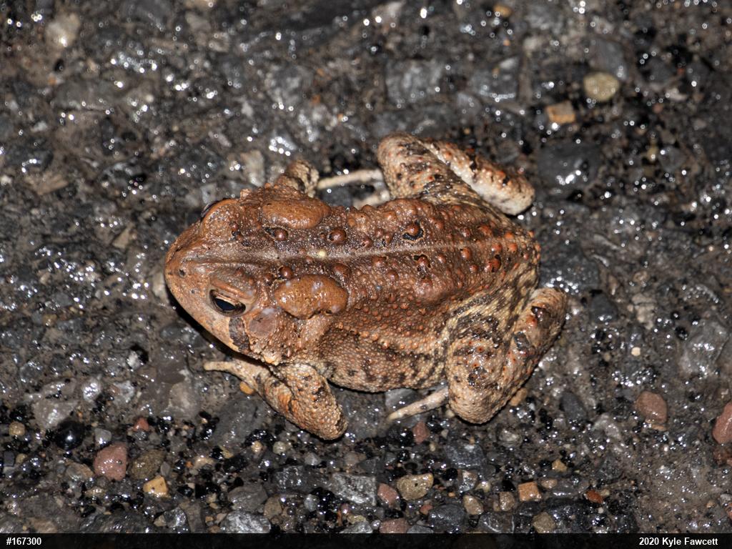 Eastern American Toad