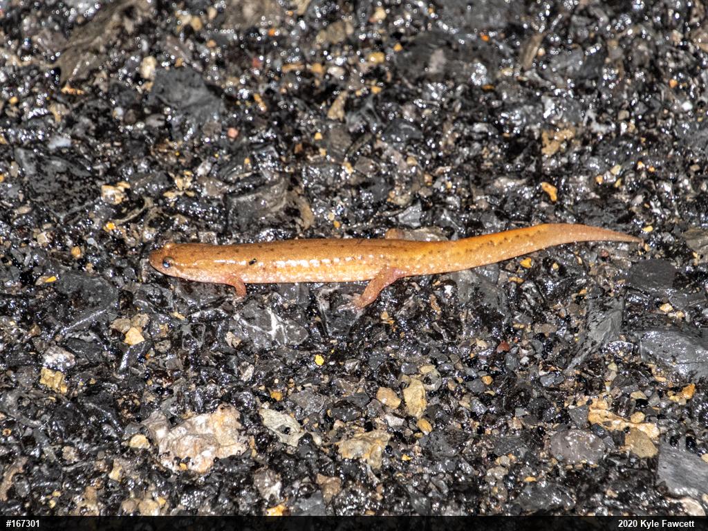 Northern Dusky Salamander