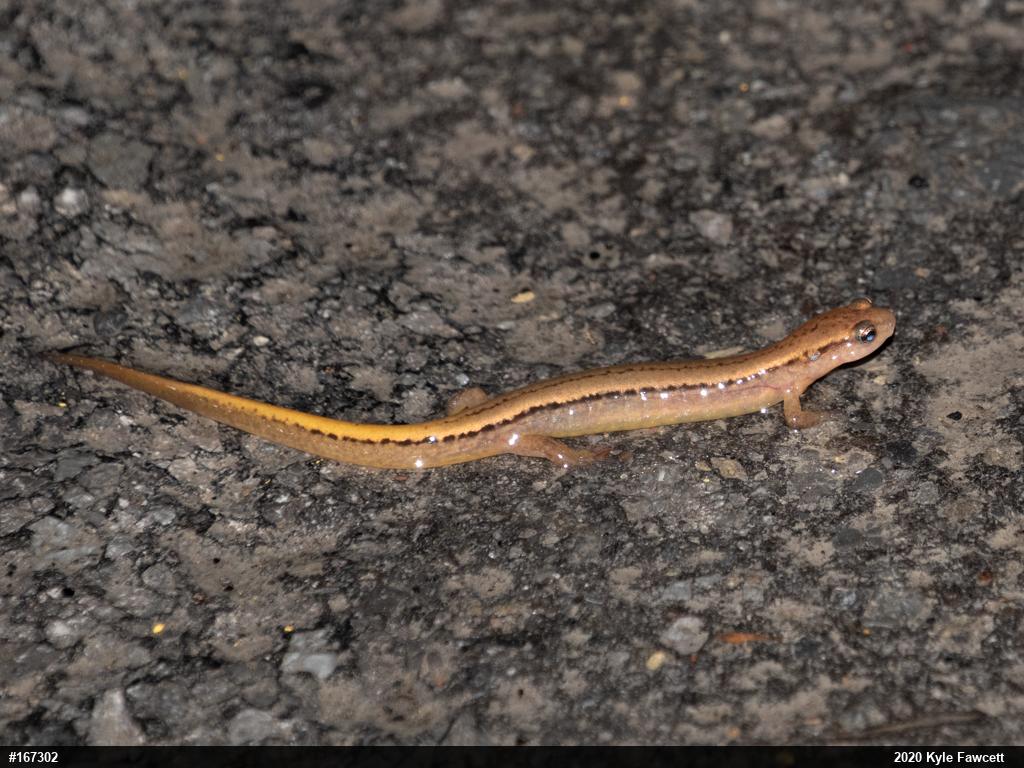 Northern Two-lined Salamander