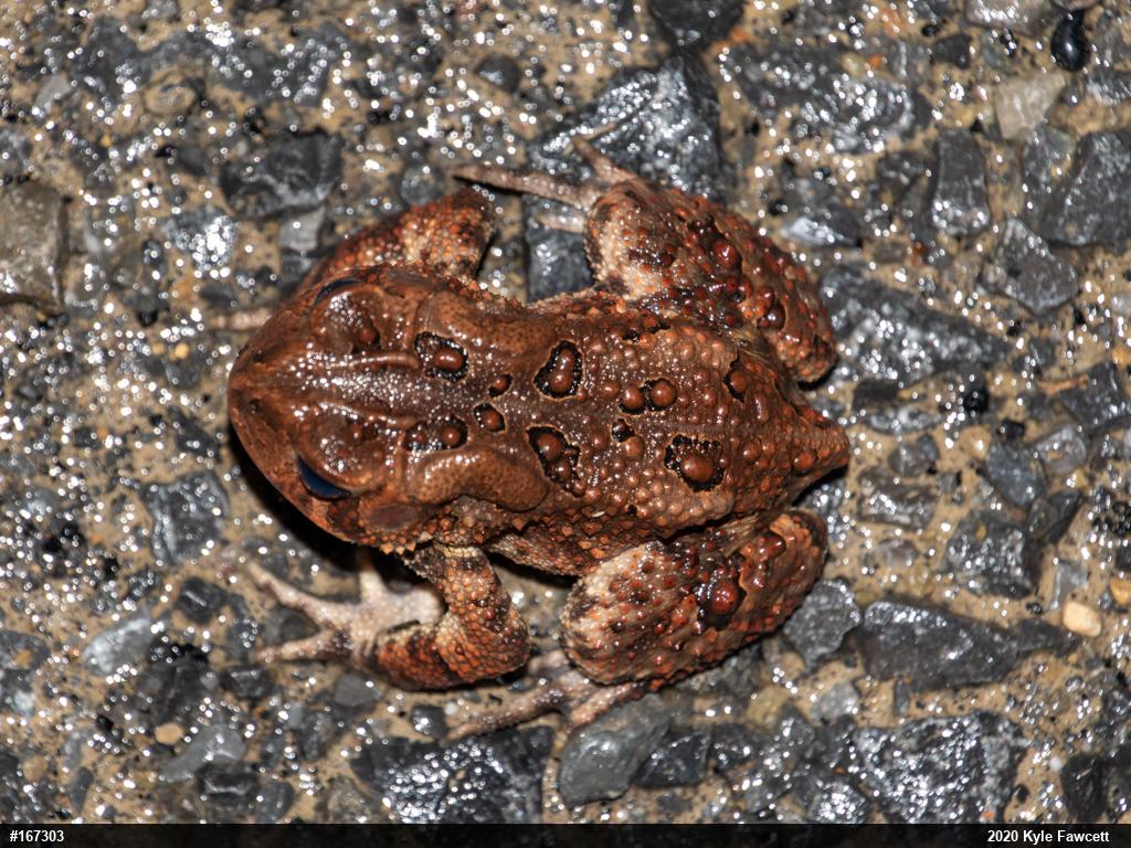 Eastern American Toad