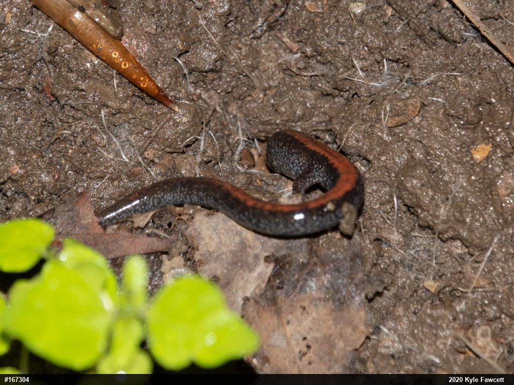 Eastern Red-backed  Salamander