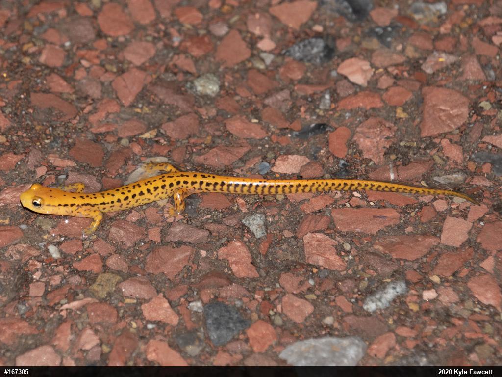 Eastern Long-tailed Salamander