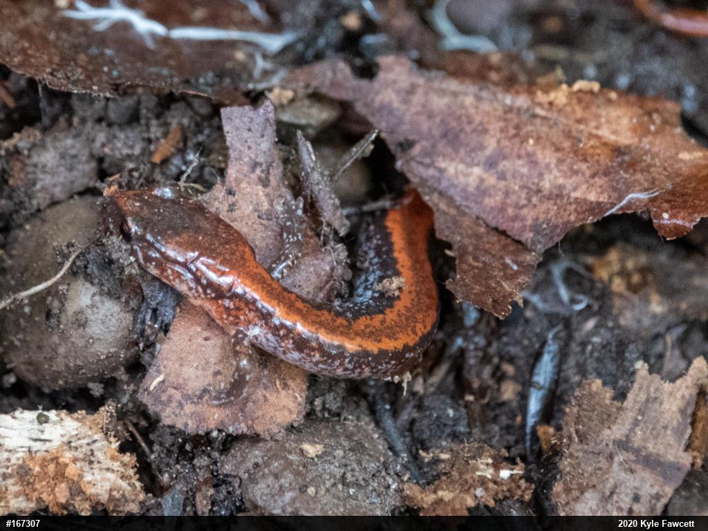 Eastern Red-backed  Salamander