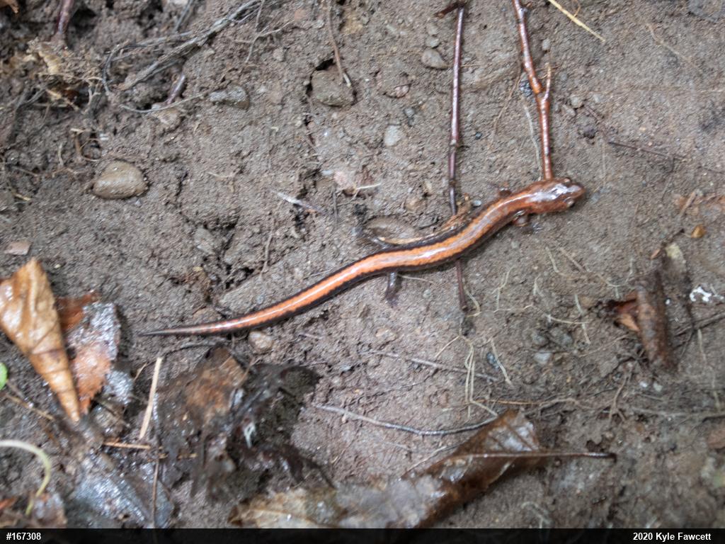 Eastern Red-backed  Salamander