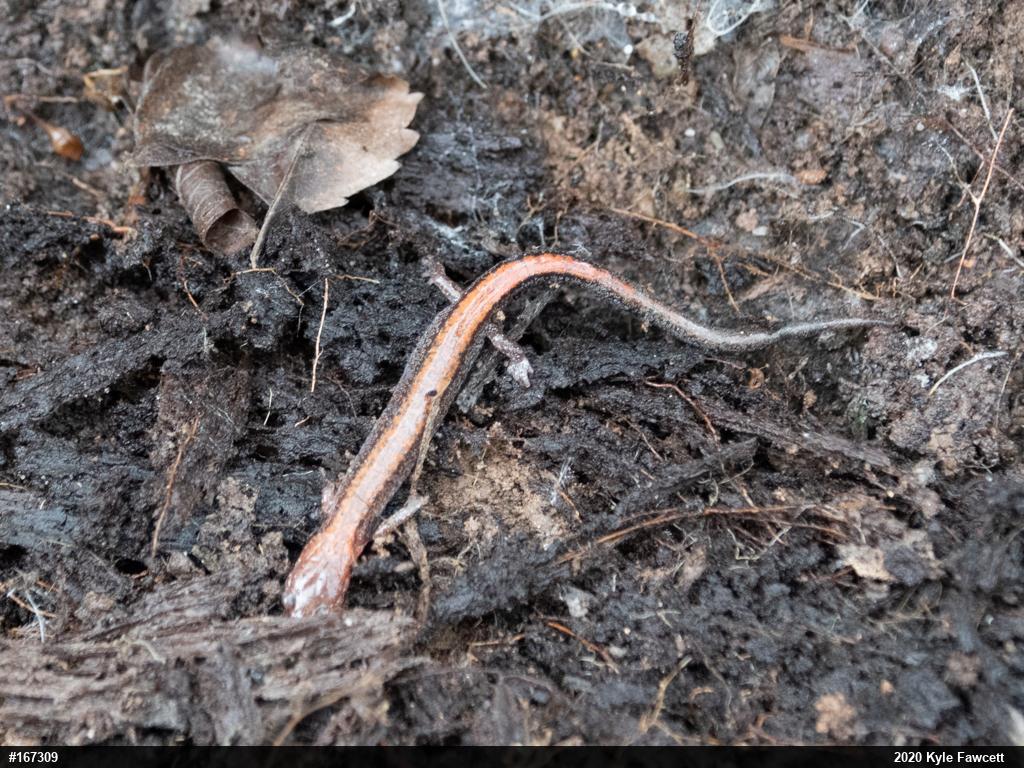 Eastern Red-backed  Salamander