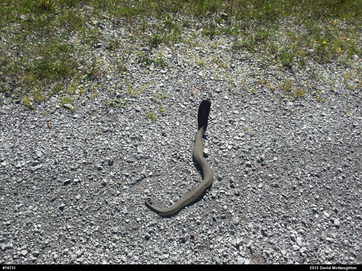 Eastern Hog-nosed Snake