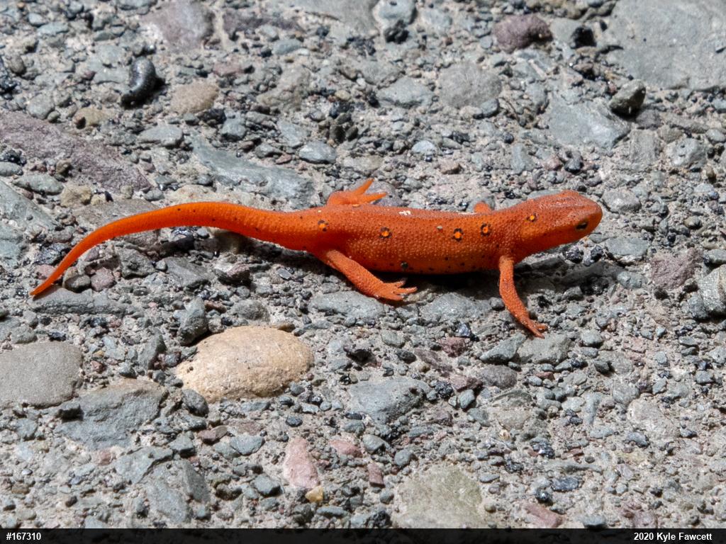 Red-spotted Newt