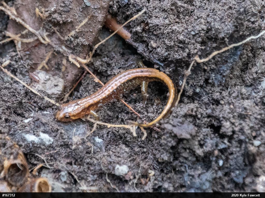 Allegheny Mountain Dusky Salamander