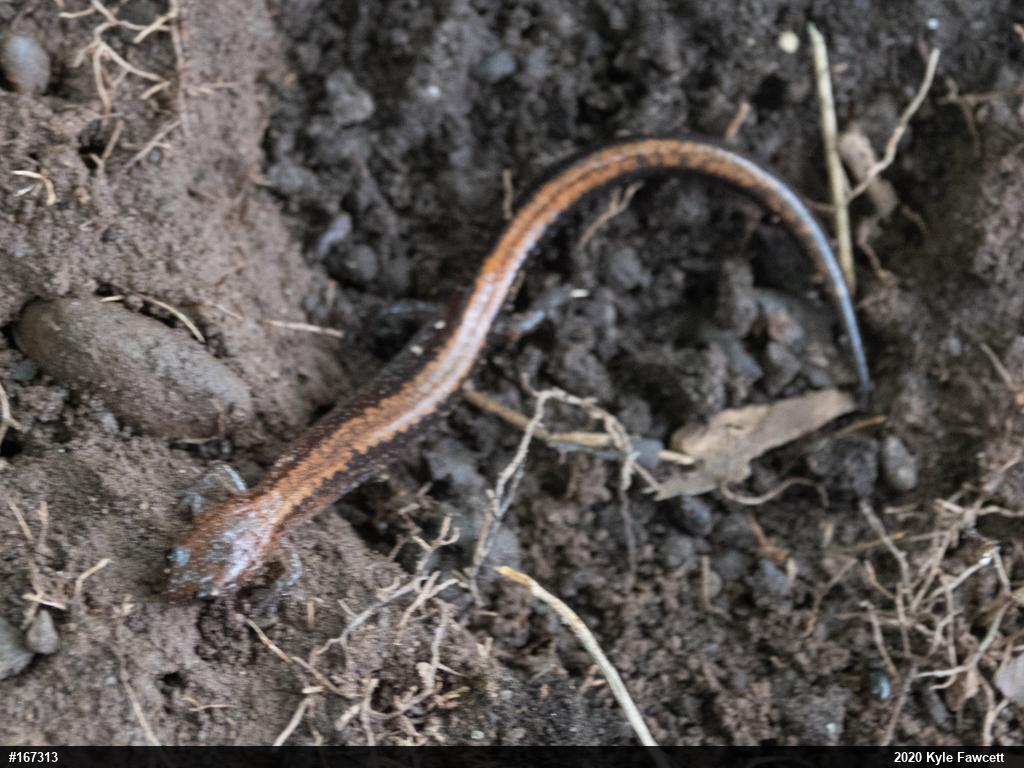 Eastern Red-backed  Salamander