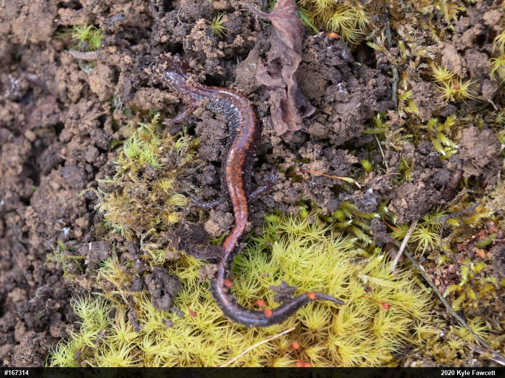 Eastern Red-backed  Salamander