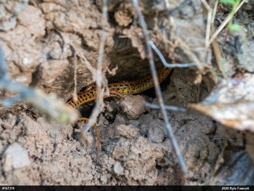 Eastern Long-tailed Salamander