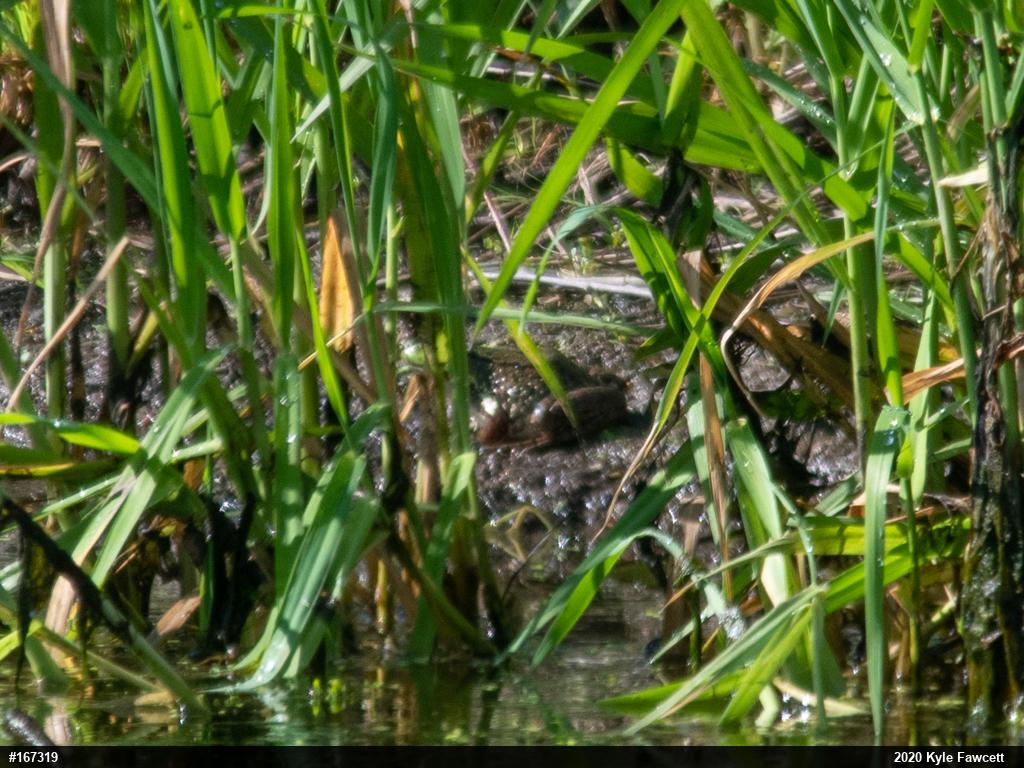 Green Frog