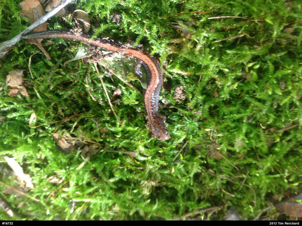 Eastern Red-backed  Salamander