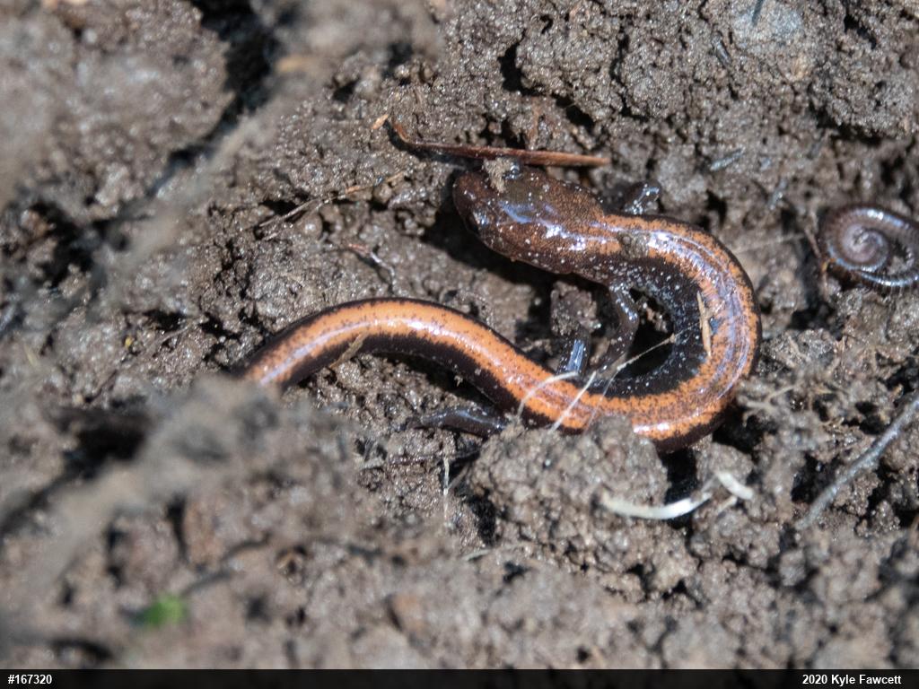 Eastern Red-backed  Salamander