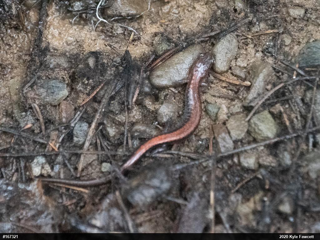 Eastern Red-backed  Salamander