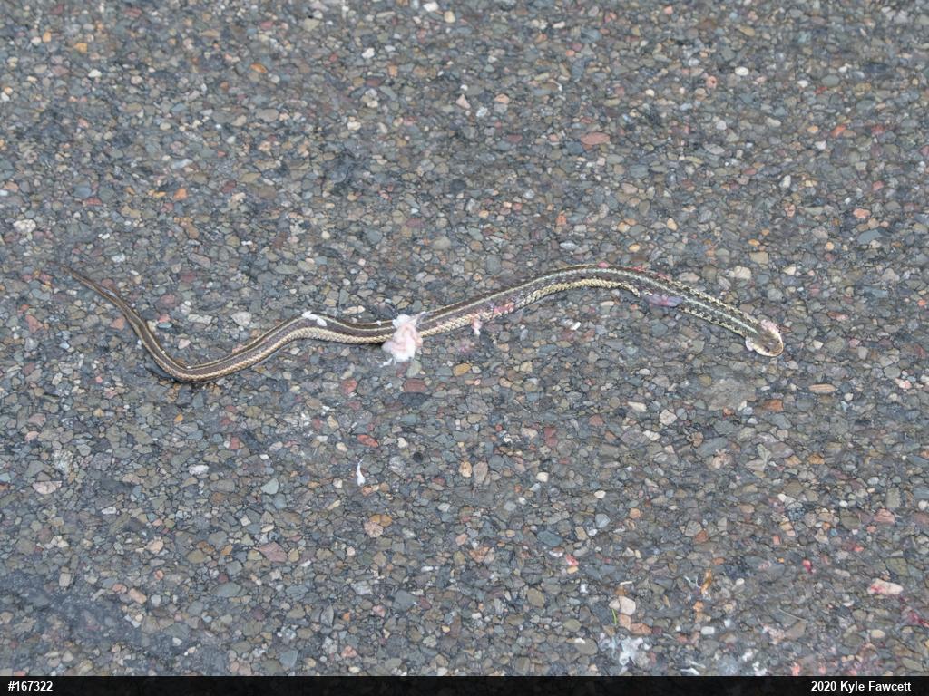 Eastern Gartersnake