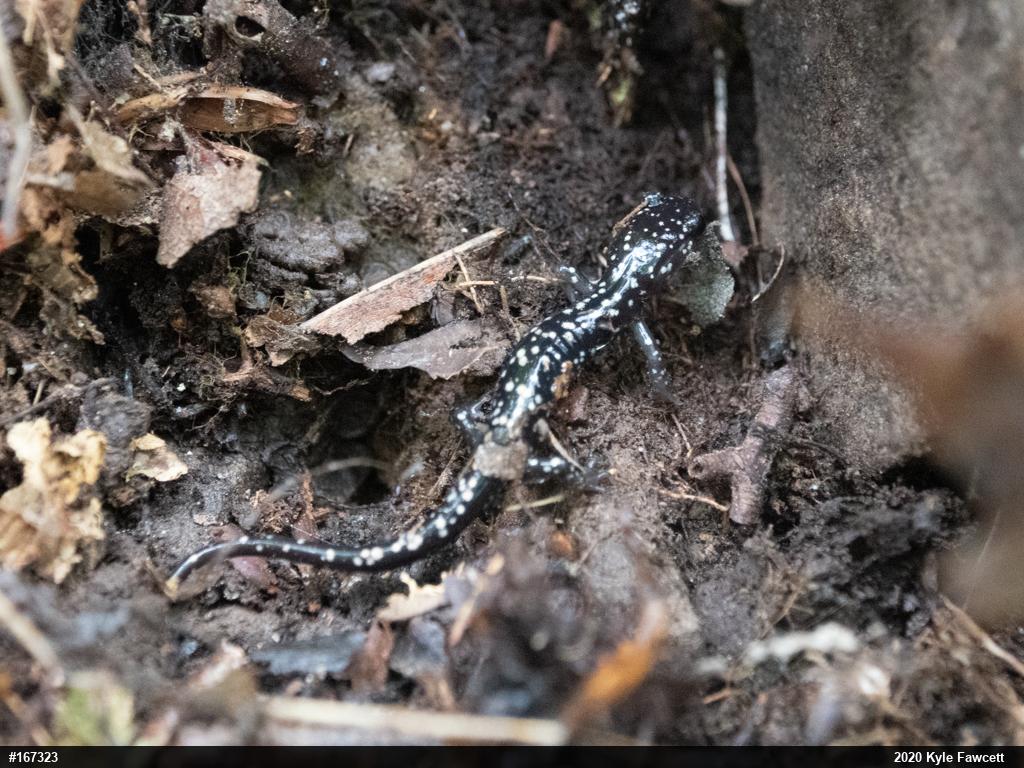 Northern Slimy Salamander