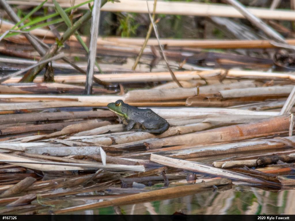 American Bullfrog