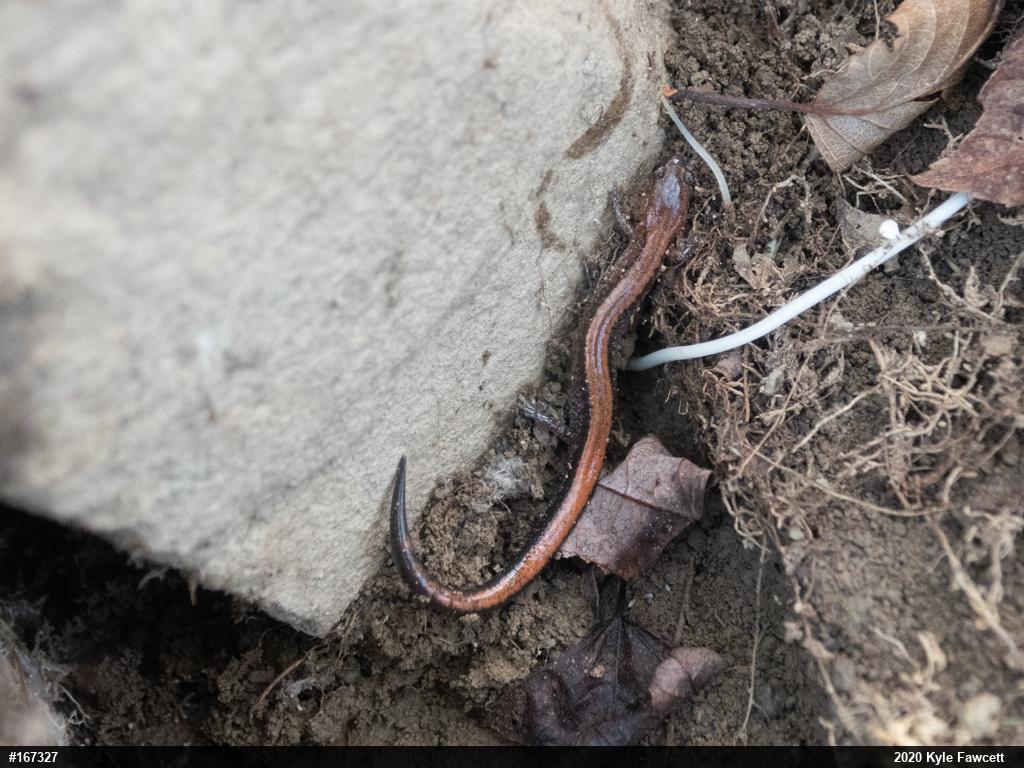 Eastern Red-backed  Salamander