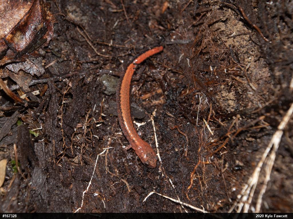 Eastern Red-backed  Salamander