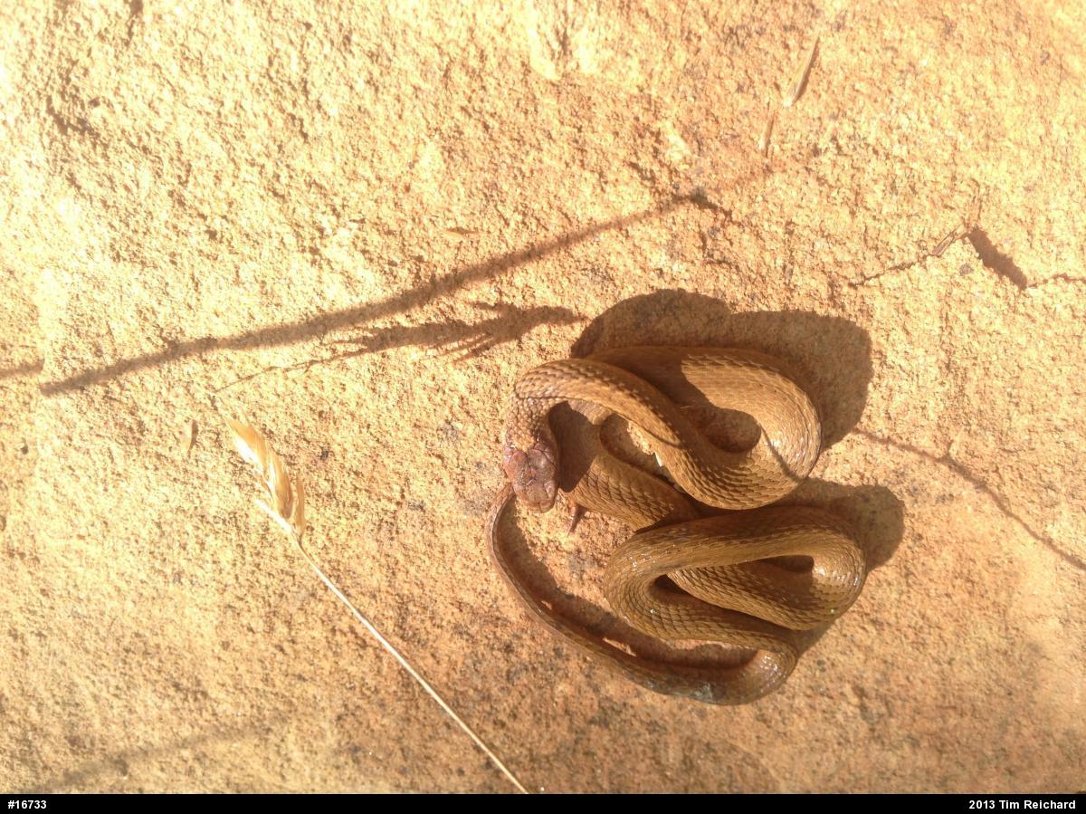 Red-bellied Snake