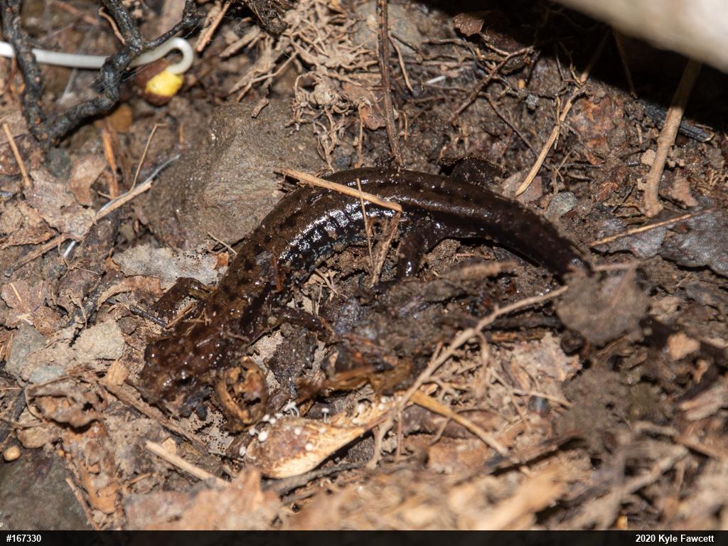 Allegheny Mountain Dusky Salamander
