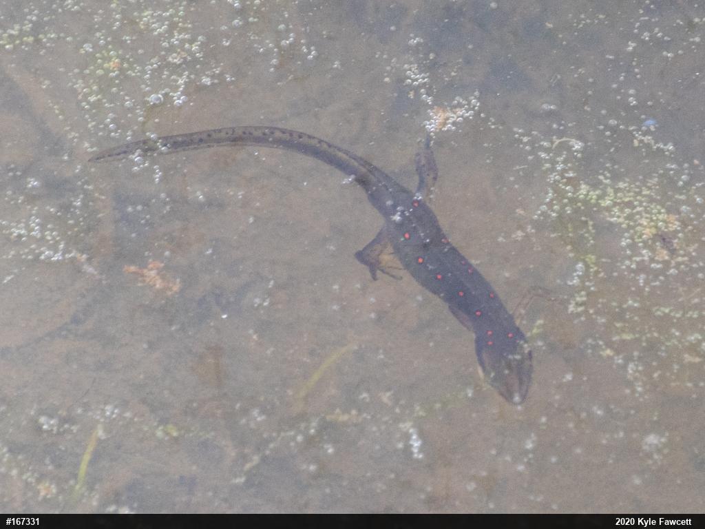 Red-spotted Newt