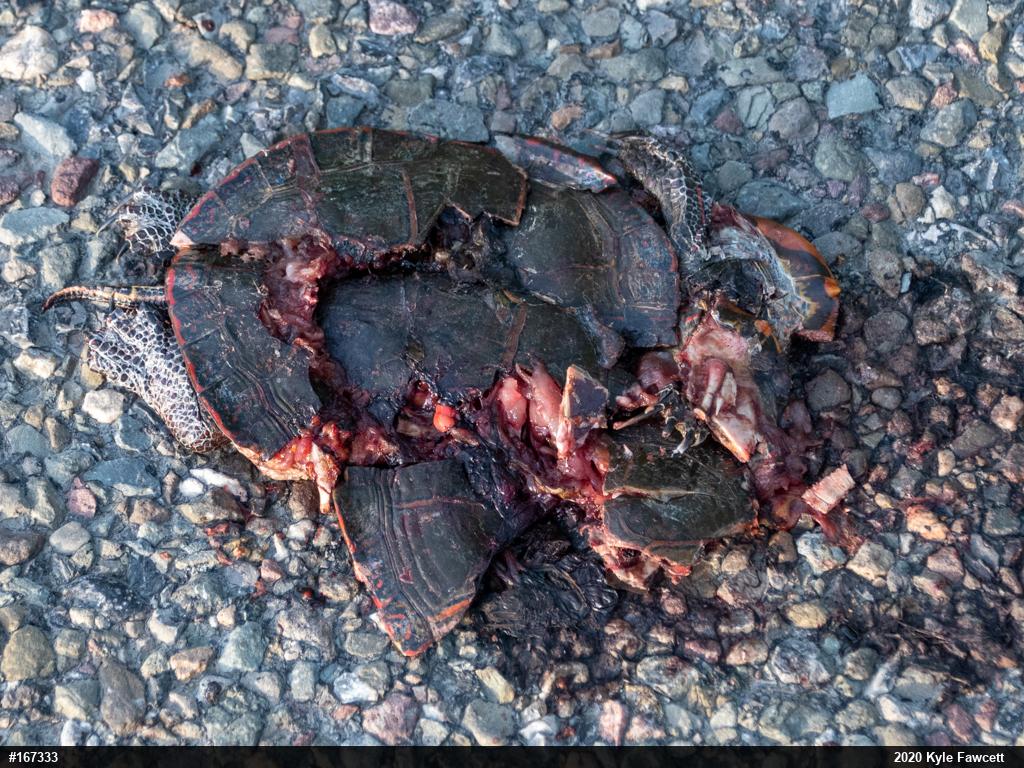 Painted Turtle