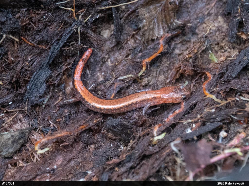Eastern Red-backed  Salamander