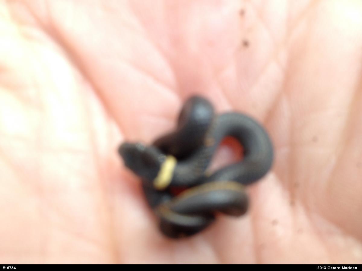 Northern Ring-necked Snake