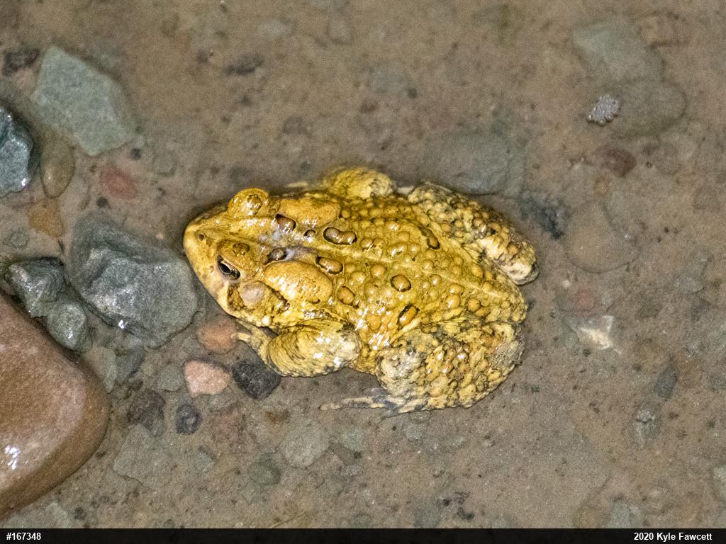 Eastern American Toad