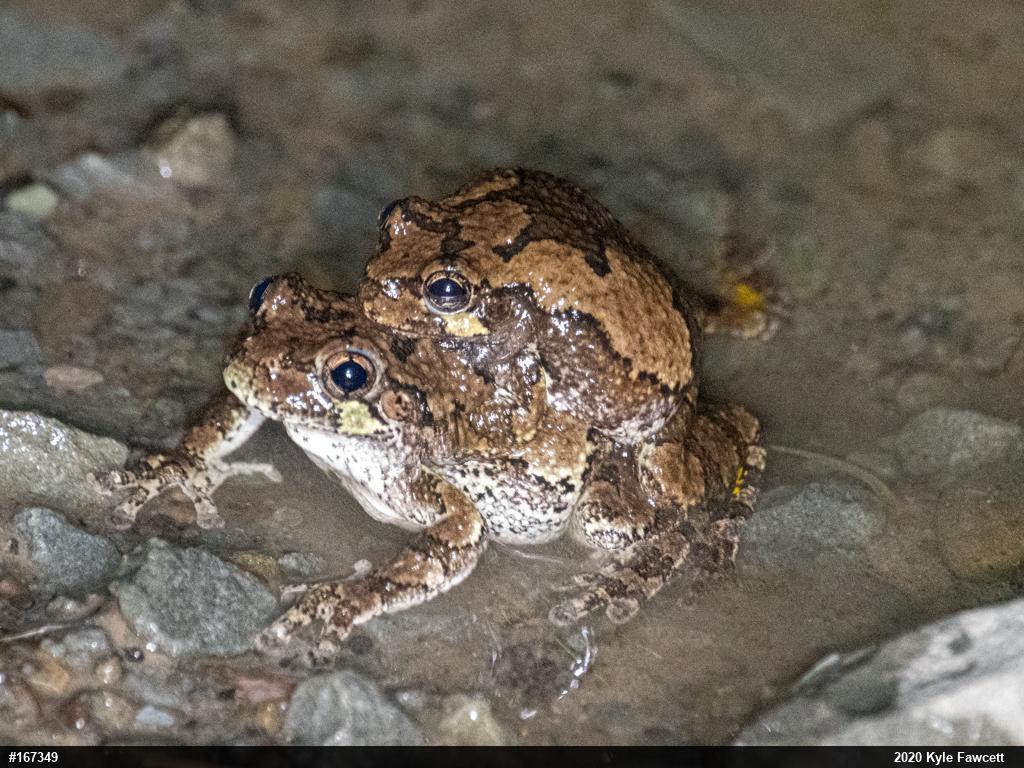 Gray Treefrog