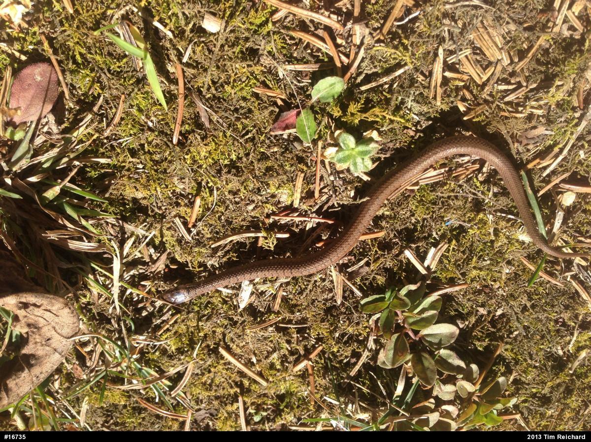 Dekay's Brownsnake