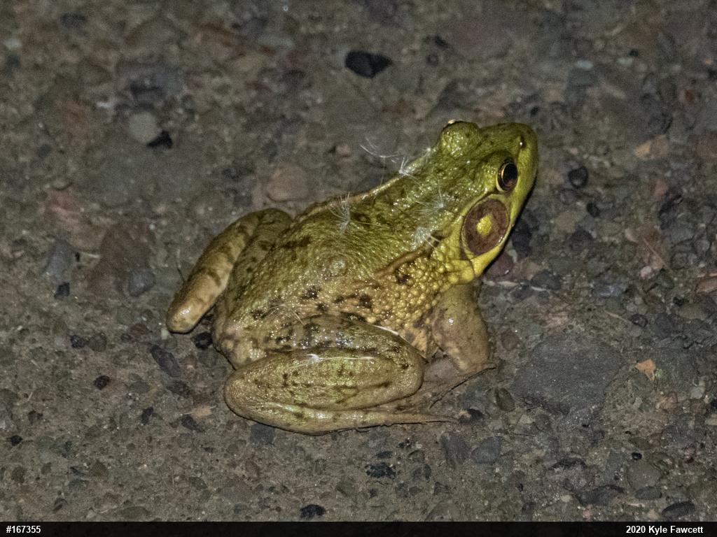 Green Frog