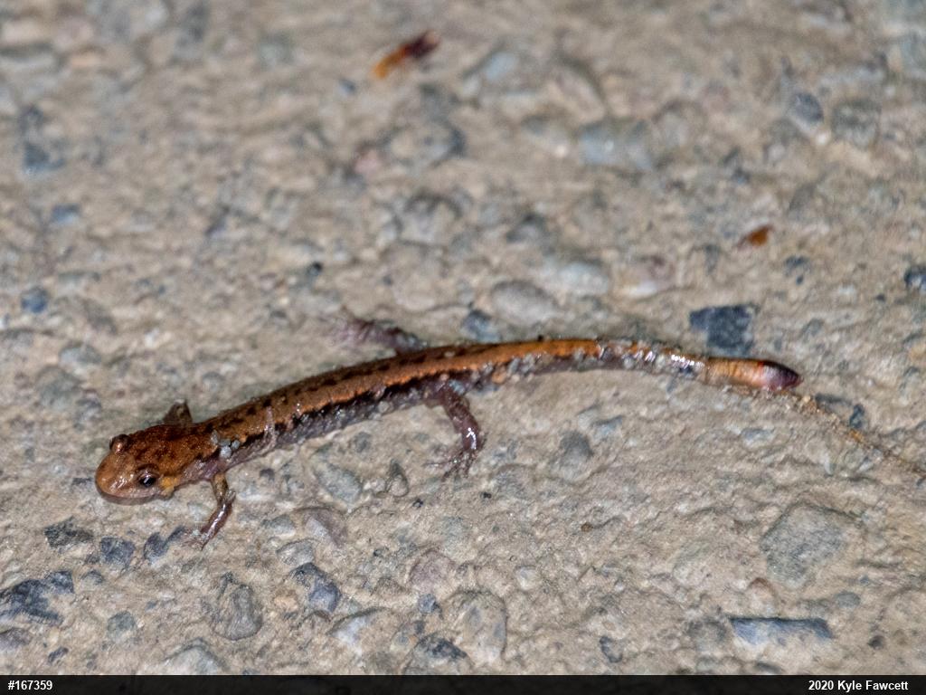 Allegheny Mountain Dusky Salamander