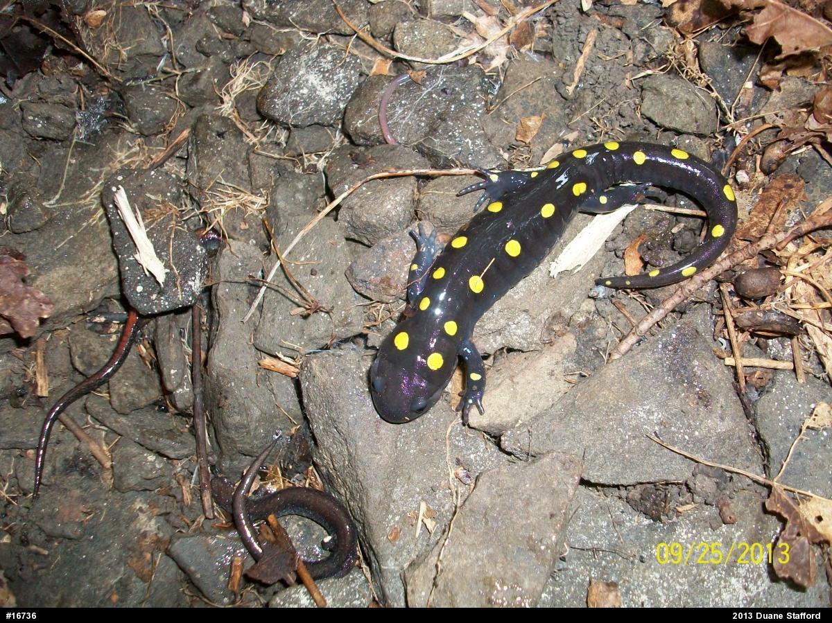 Eastern Red-backed  Salamander