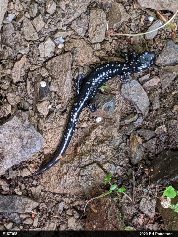 Northern Slimy Salamander