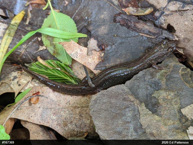 Northern Dusky Salamander