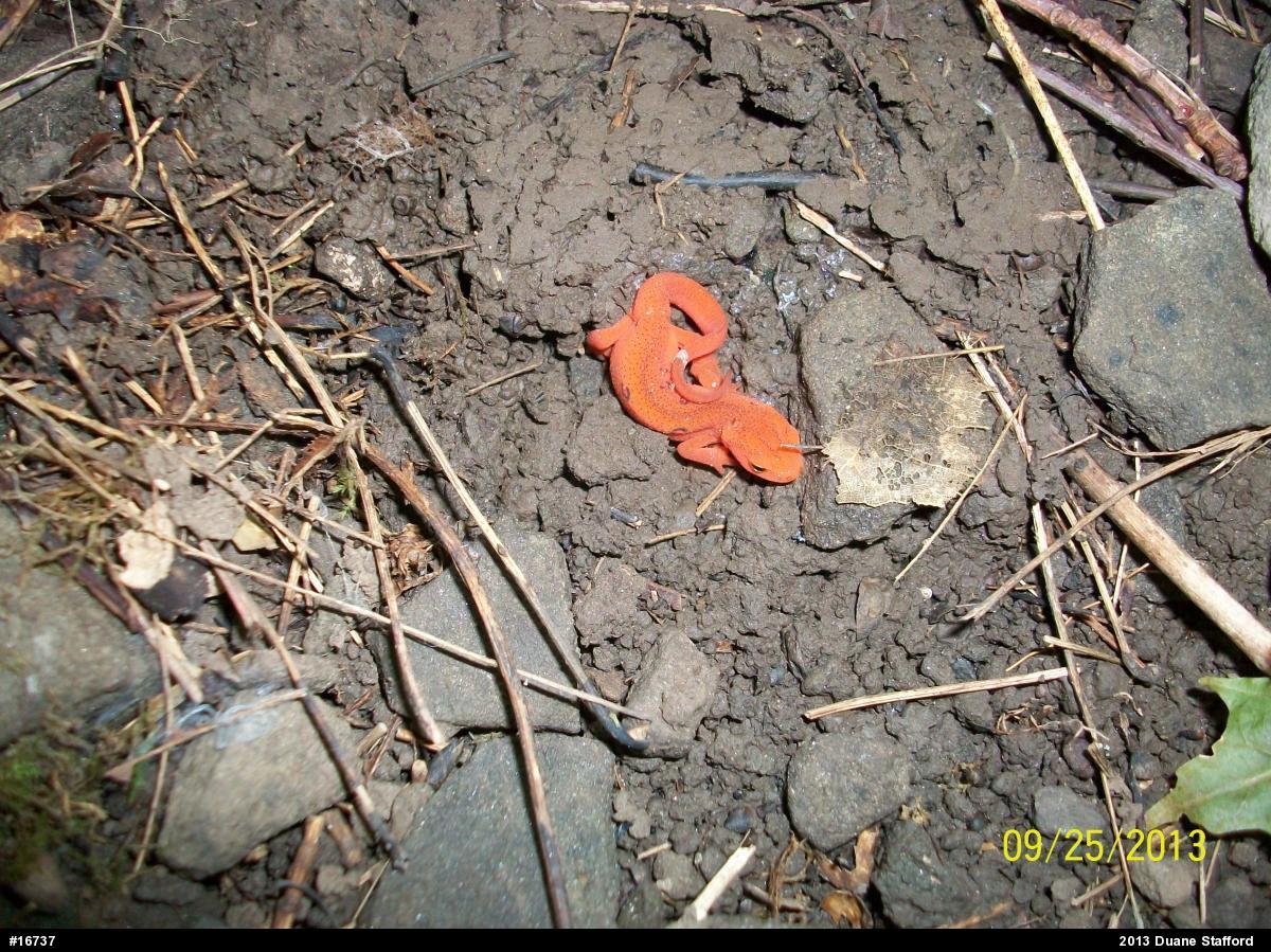 Red-spotted Newt