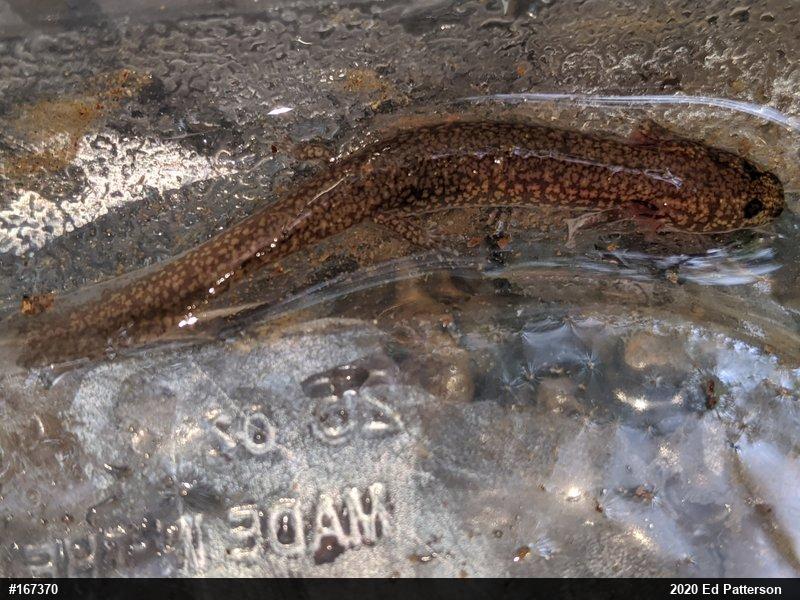 Northern Spring Salamander