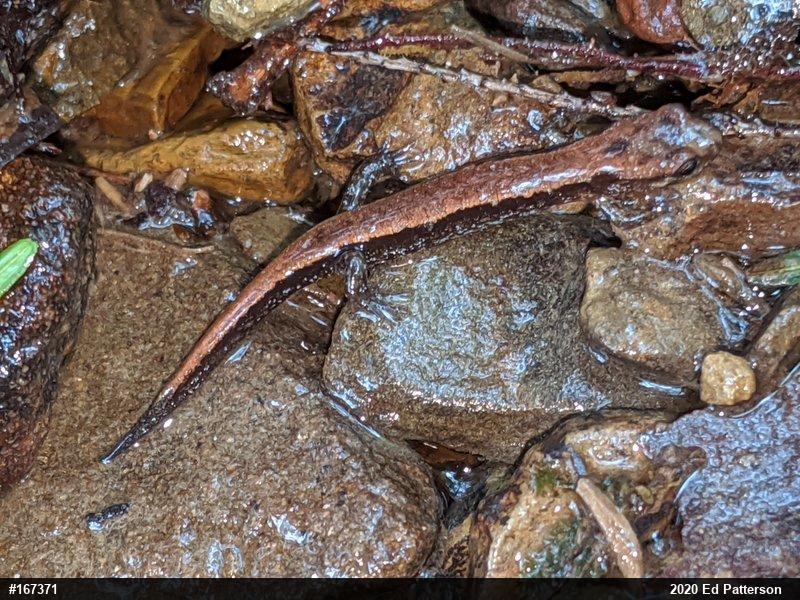 Allegheny Mountain Dusky Salamander